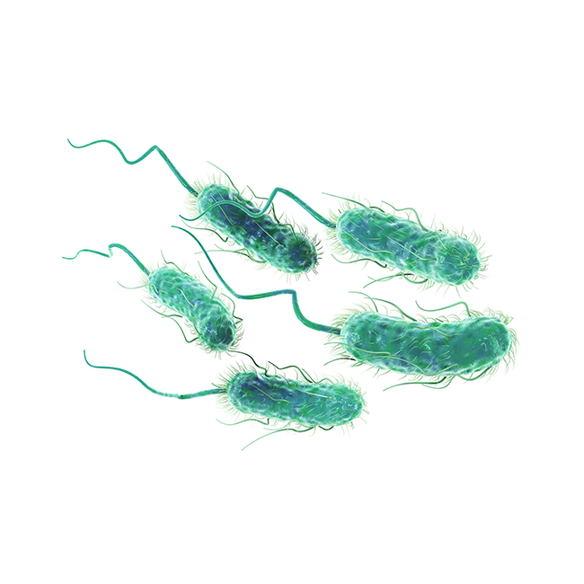 _0004_Escherichia coli