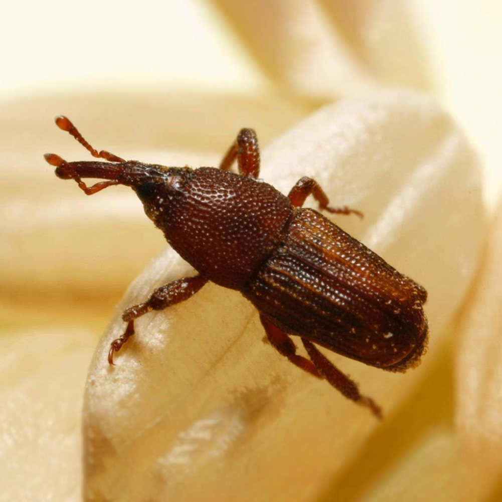 Sitophilus oryzae