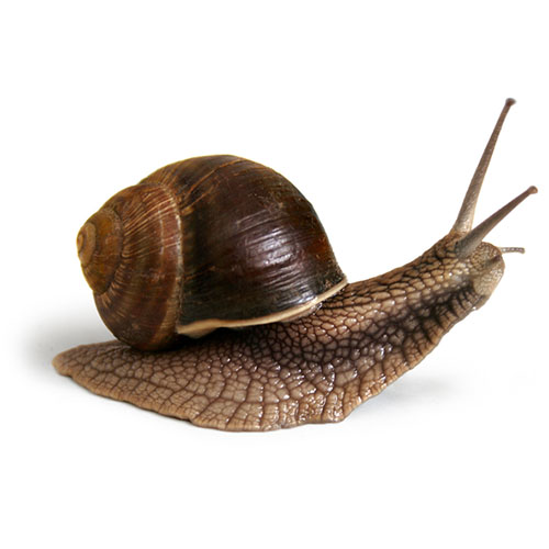 caracol