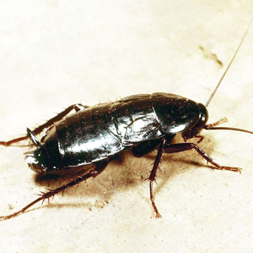 cucaracha